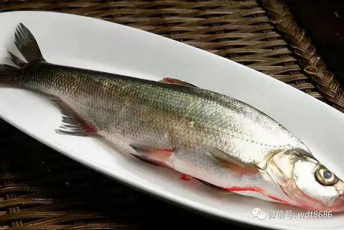 鱼闪闪吃瓜视频大全,趣味横生的娱乐盛宴