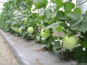 垄上吃瓜,夏日田园生活画卷